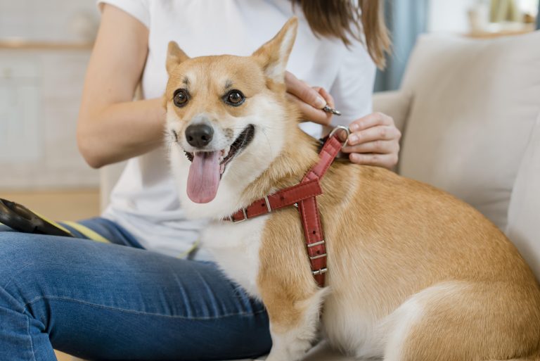 Cuidados Necessários para Cada Fase da Vida do seu Pet